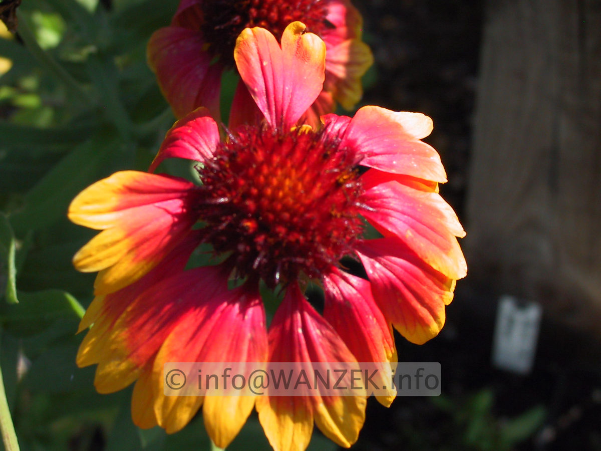 Gaillardia grandiflora Kobold 03.JPG